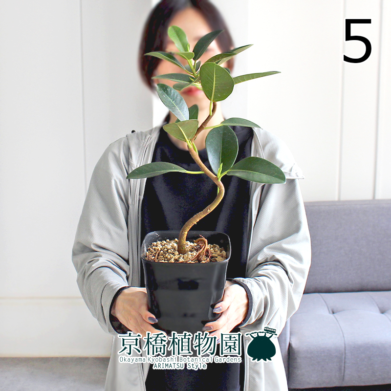 【現(xiàn)品】フランスゴム 曲がり 5號 黒角鉢（5）Ficus rubiginosa