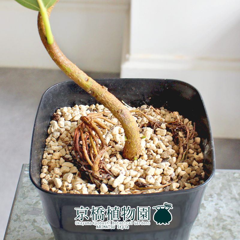 【現(xiàn)品】フランスゴム 曲がり 5號 黒角鉢（5）Ficus rubiginosa