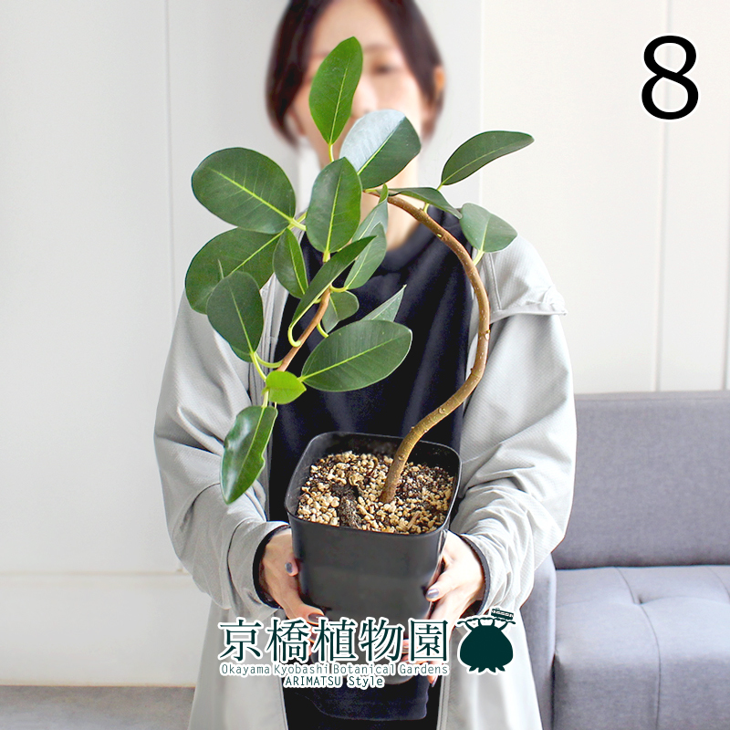 【現(xiàn)品】フランスゴム 曲がり 5號 黒角鉢（8）Ficus rubiginosa