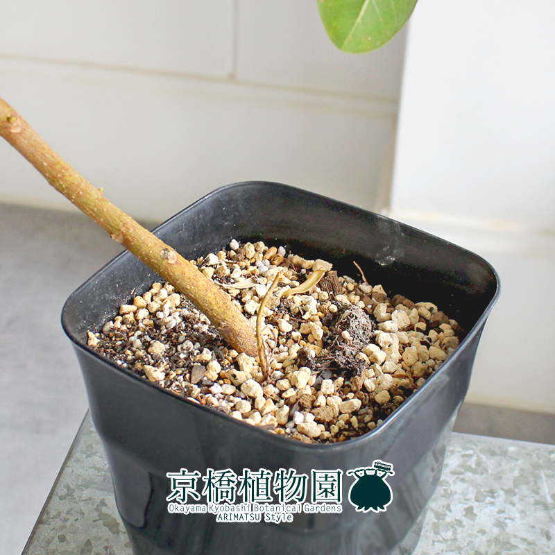 【現(xiàn)品】フランスゴム 曲がり 5號 黒角鉢（8）Ficus rubiginosa