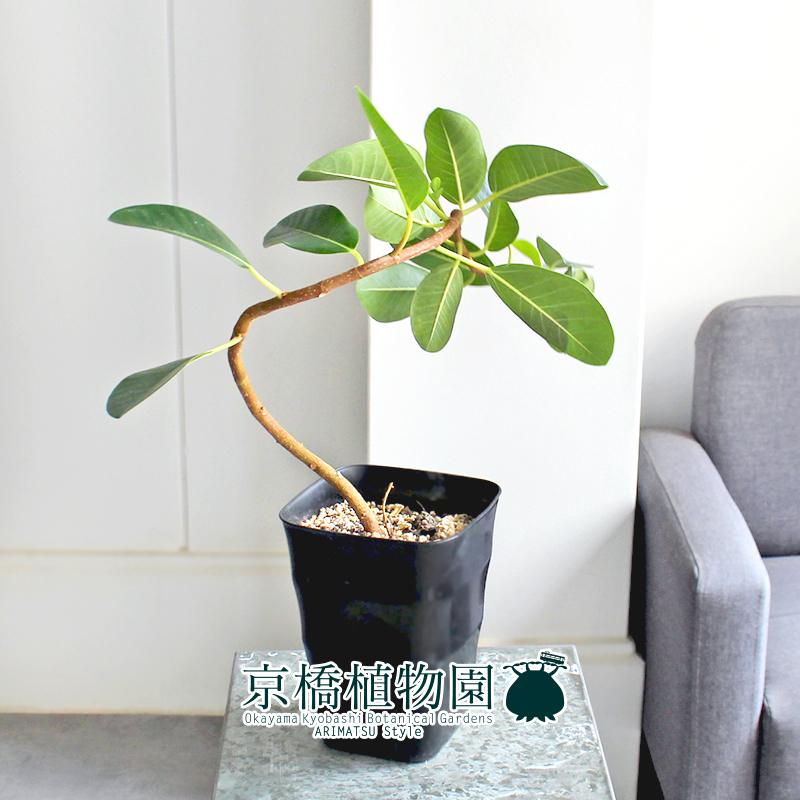 【現(xiàn)品】フランスゴム 曲がり 5號 黒角鉢（8）Ficus rubiginosa