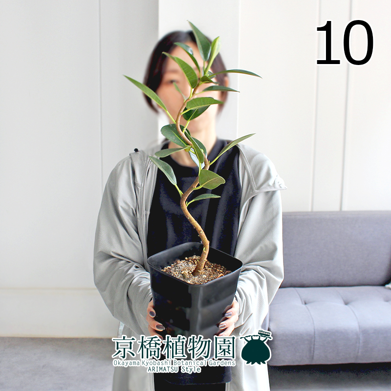 【現(xiàn)品】フランスゴム 曲がり 5號(hào) 黒角鉢（10）Ficus rubiginosa