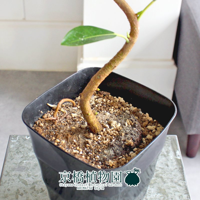 【現(xiàn)品】フランスゴム 曲がり 5號(hào) 黒角鉢（10）Ficus rubiginosa