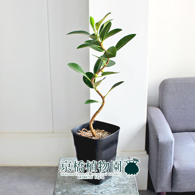 【現(xiàn)品】フランスゴム 曲がり 5號(hào) 黒角鉢（10）Ficus rubiginosa