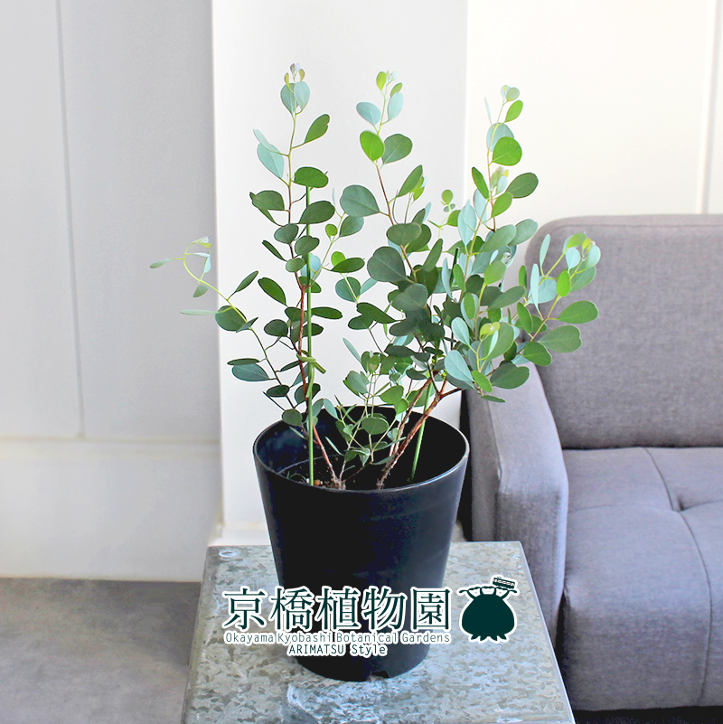 【現(xiàn)品】ユーカリ?ハートリーフ/ウェブステリアナ 5號 黒鉢（4）Eucalyptus websteriana