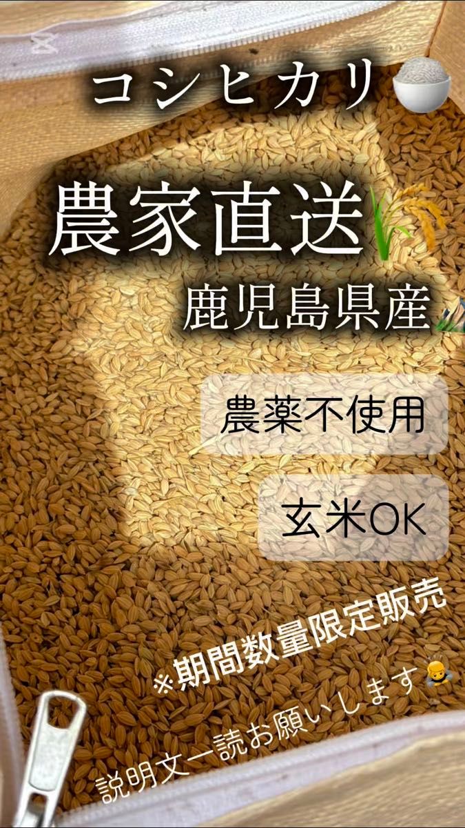 【1.4キロ】鹿児島県産 コシヒカリ 令和6年 早期米 お試し価格(新米8月収穫予定) ⑯