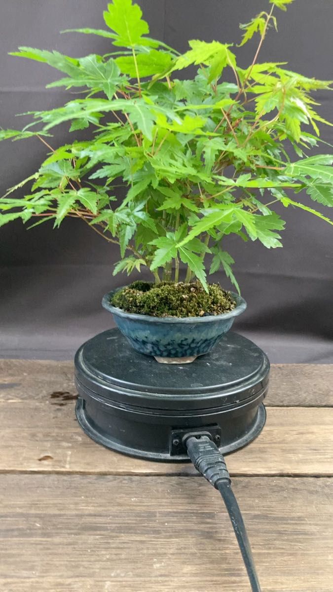 P2 山紅葉の盆栽 7本寄せ植え