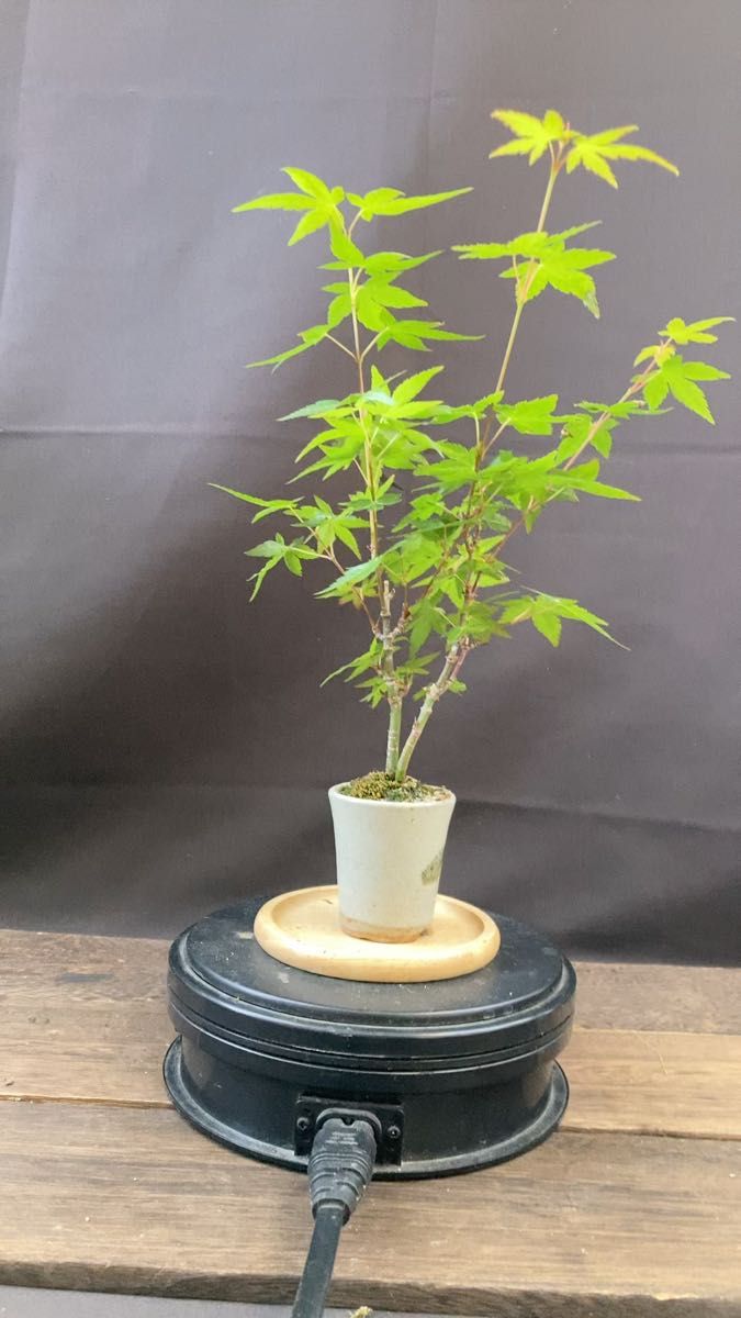 P2 山紅葉ミニ豆盆栽二本立て