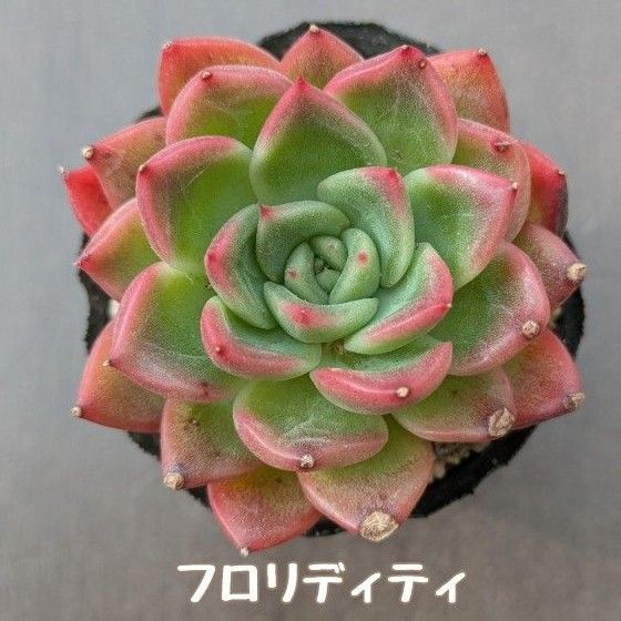 多肉植物 フロリディティ 抜き苗|Yahoo!フリマ(旧PayPayフリマ) 多肉植物 フロリディティ 抜き苗|Yahoo!フリマ(旧PayPayフリマ)
