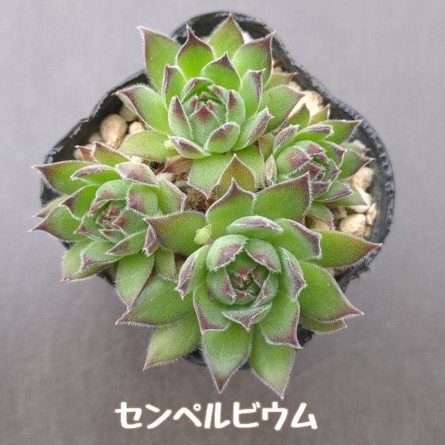 多肉植物 センペルビウム 抜き苗|Yahoo!フリマ(旧PayPayフリマ) 多肉植物 センペルビウム 抜き苗|Yahoo!フリマ(旧PayPayフリマ)