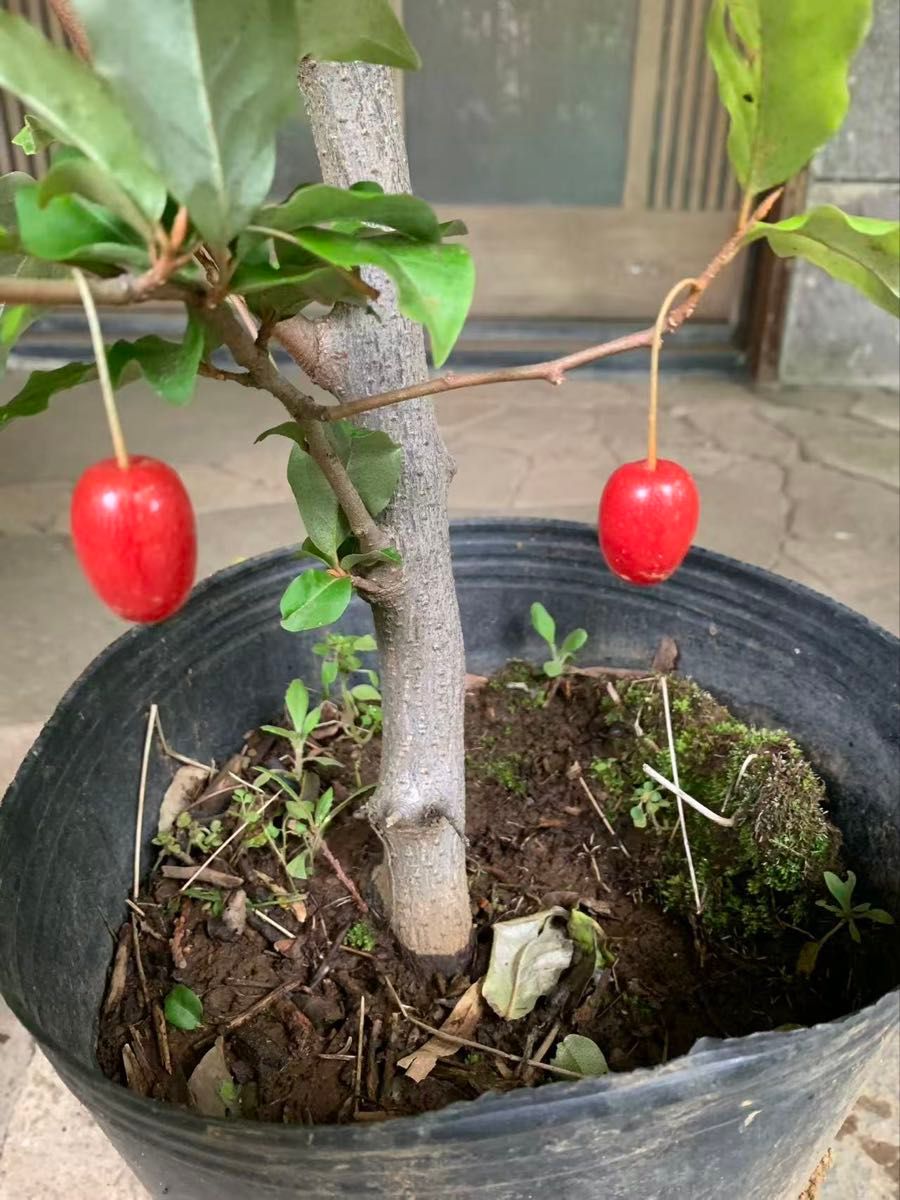 大実西洋グミ 果樹 特大株 大実西洋グミ 果樹 特大株｜Yahoo!フリマ（旧PayPayフリマ）