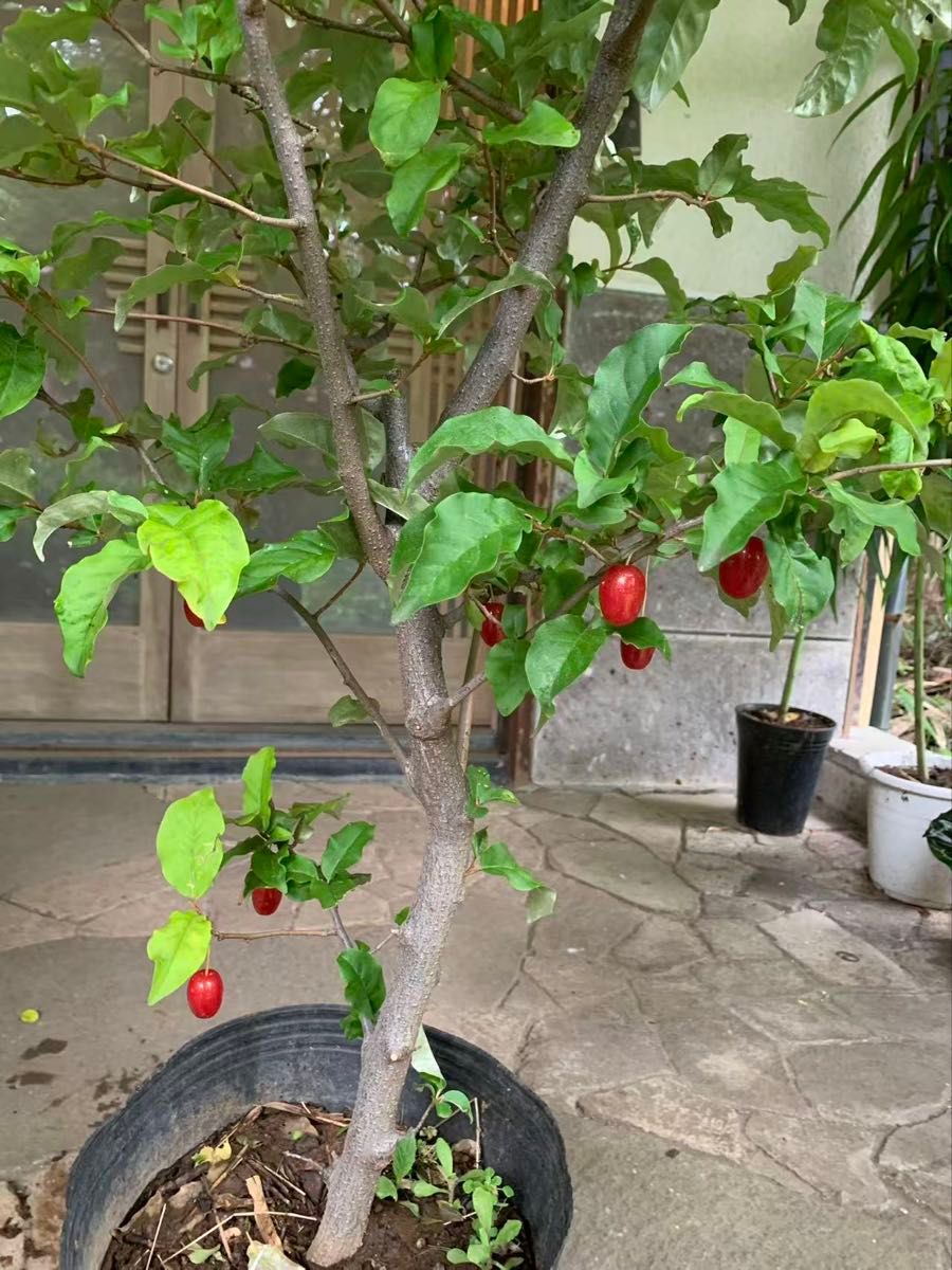 大実西洋グミ 果樹 特大株 大実西洋グミ 果樹 特大株｜Yahoo!フリマ（旧PayPayフリマ）