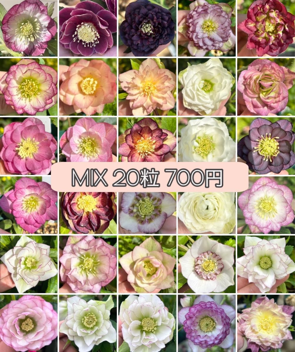 クリスマスローズ 種 mix 20粒|Yahoo!フリマ(旧PayPayフリマ) クリスマスローズ 種 mix 20粒|Yahoo!フリマ(旧PayPayフリマ)