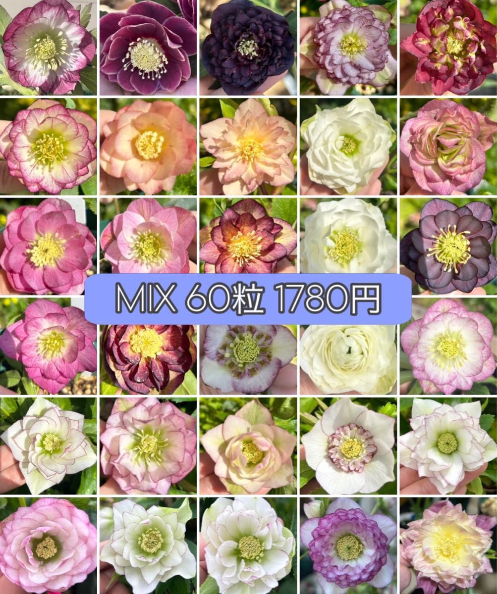 クリスマスローズ 種 60粒 mix|Yahoo!フリマ(旧PayPayフリマ) クリスマスローズ 種 60粒 mix|Yahoo!フリマ(旧PayPayフリマ)