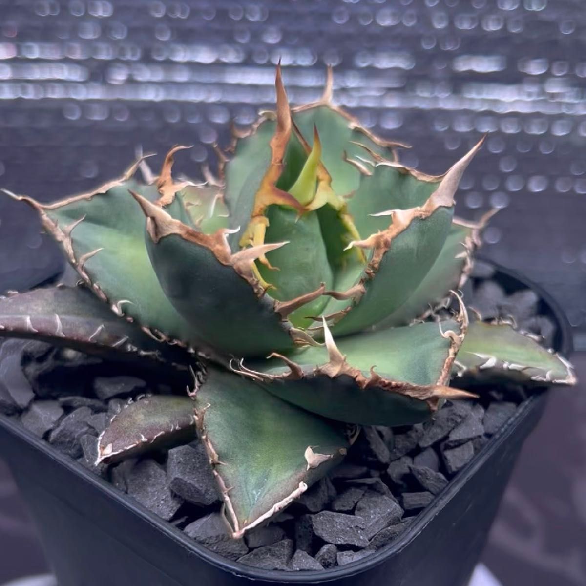 アガベ AGAVE チタノタ titanota FO-76 子株 1-1 鉢のまま発送