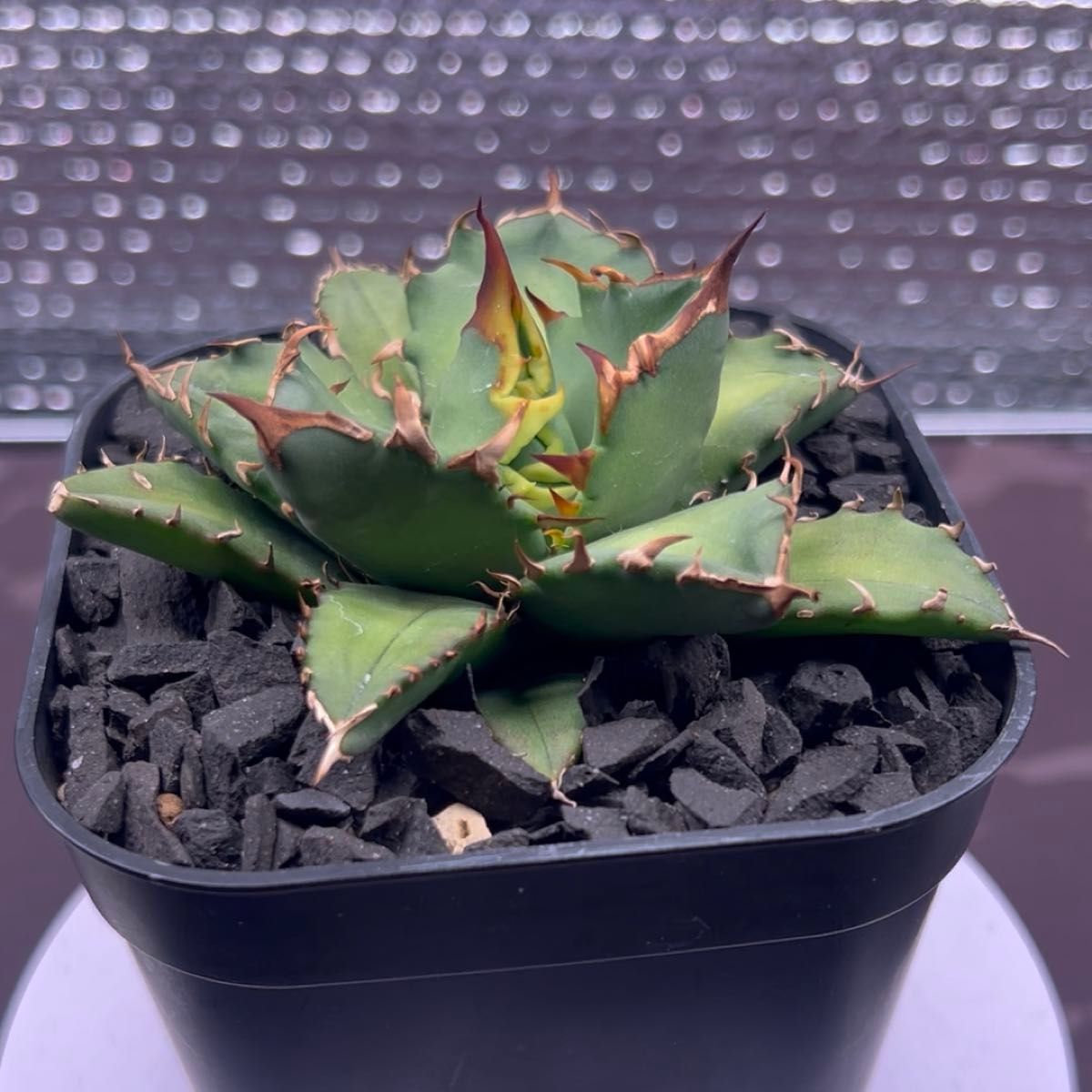 アガベ AGAVE チタノタ titanota 姫厳竜 子株 2-7 鉢のまま発送