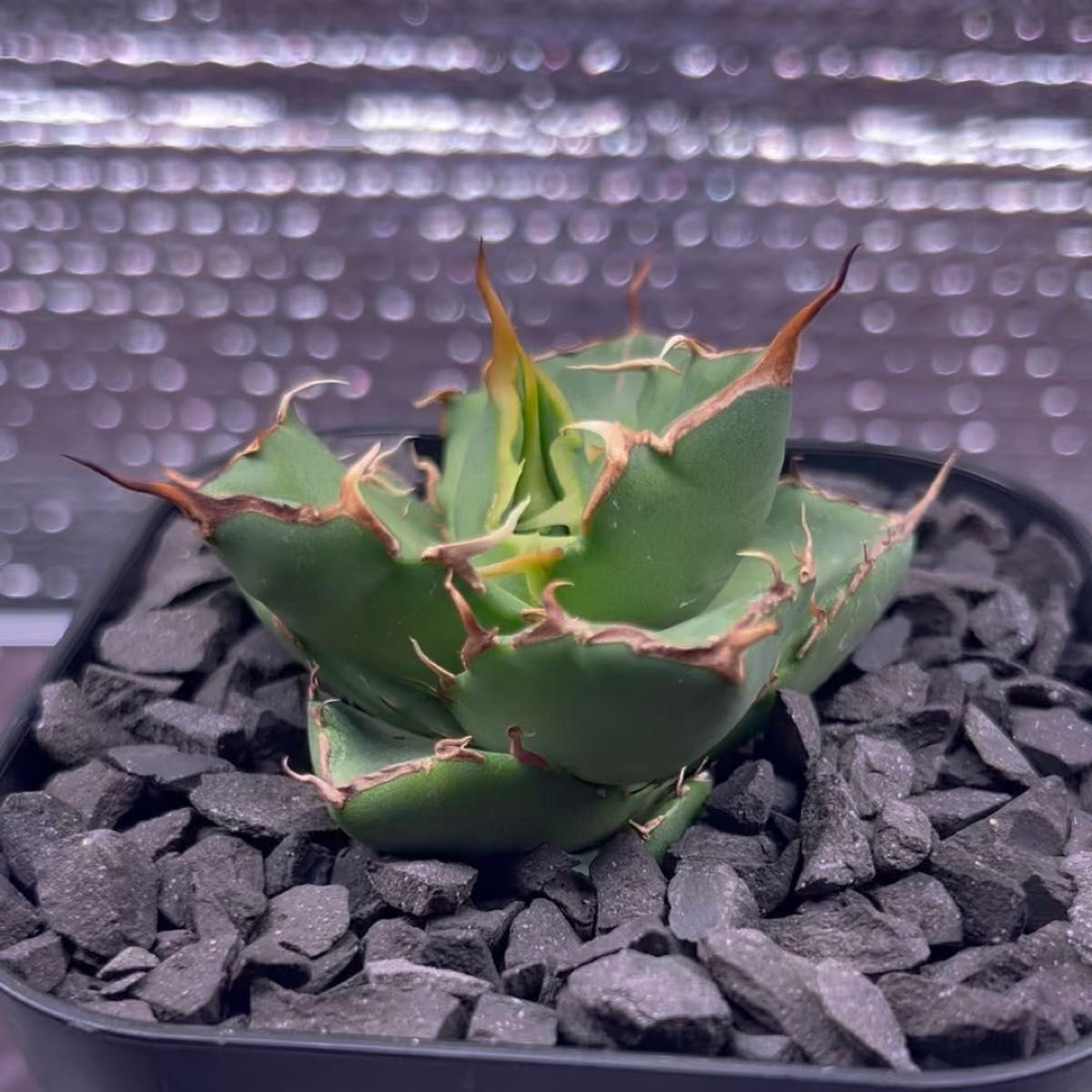 アガベ Agave チタノタ titanota FO-022 金鑽 ゴールデンダイヤモンド 子株 1-2 鉢のまま発送