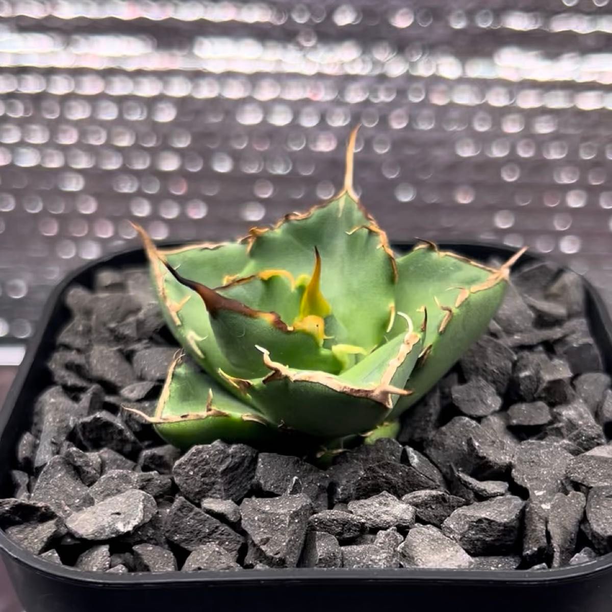 アガベ Agave チタノタ titanota FO-022 金鑽 ゴールデンダイヤモンド 子株 1-5 鉢のまま発送