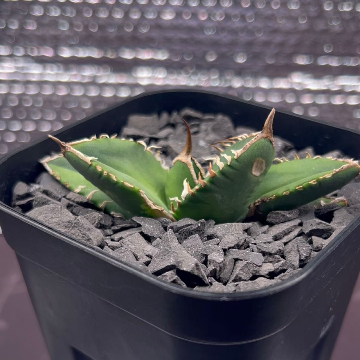 アガベ Agave チタノタ titanota 南アフリカダイヤモンド SAD 子株 1-3 鉢のまま発送