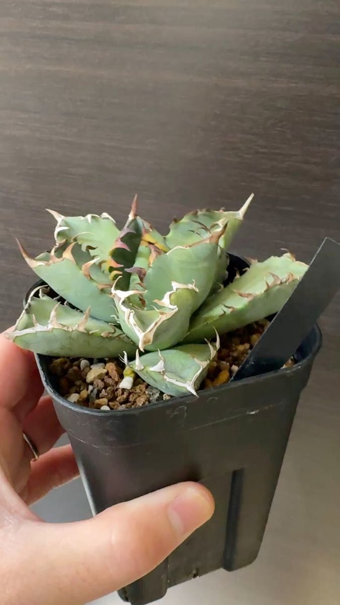 【N Plants産】Agave titanota cancer OC株/ アガベ チタノタ 多肉植物 強棘