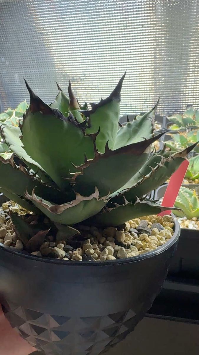 Agave titanota レッドヴェノム 子株/アガベ レッドヴェノム