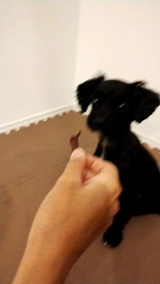 無添加 犬猫おやつ鶏むね肉ジャーキー45g 砂肝ジャーキー40g+おまけつき