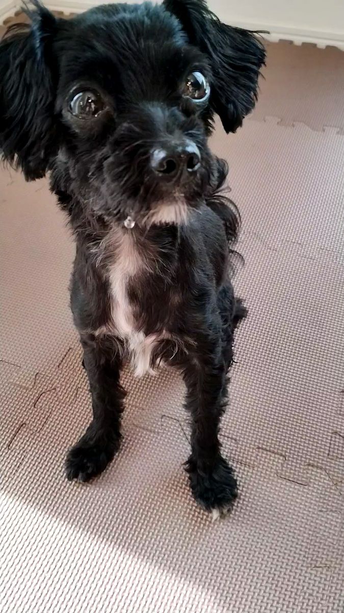 犬猫用.無添加おやつ 豚ハツジャーキー33g