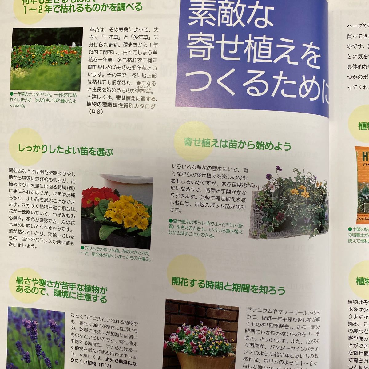 Paypayフリマ ハ ブと花の寄せ植え ひと鉢からのガ デニング ブティック社 鷹谷宏幸 Paypayフリマ ハ ブと花の寄せ植え ひと鉢からのガ デニング ブティック社 鷹谷宏幸