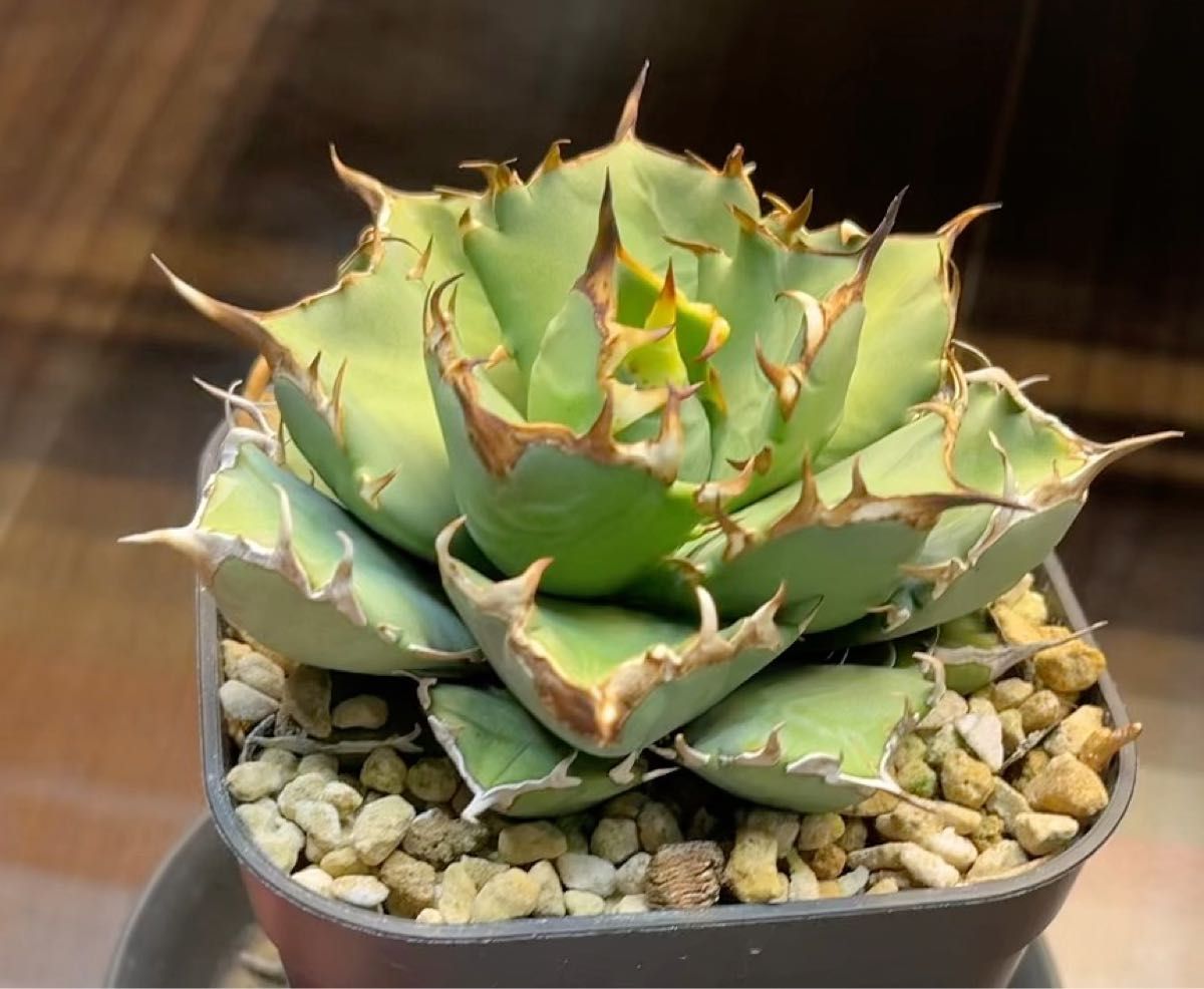 アガベ 姫厳竜 チタノタ Agave プレステラ105