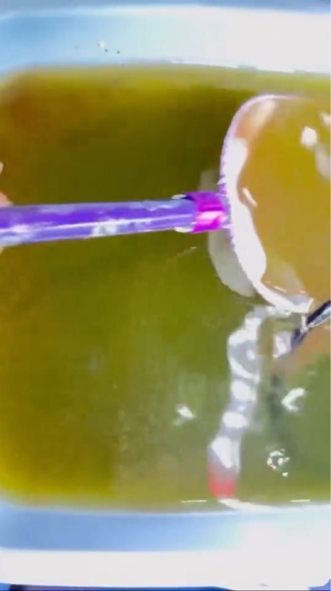 ミジンコ網 角型白網タモMサイズ ブラインシュリンプ めだか 稚魚 紫 紫タモ 選別網 【ヤフセイメダカ】