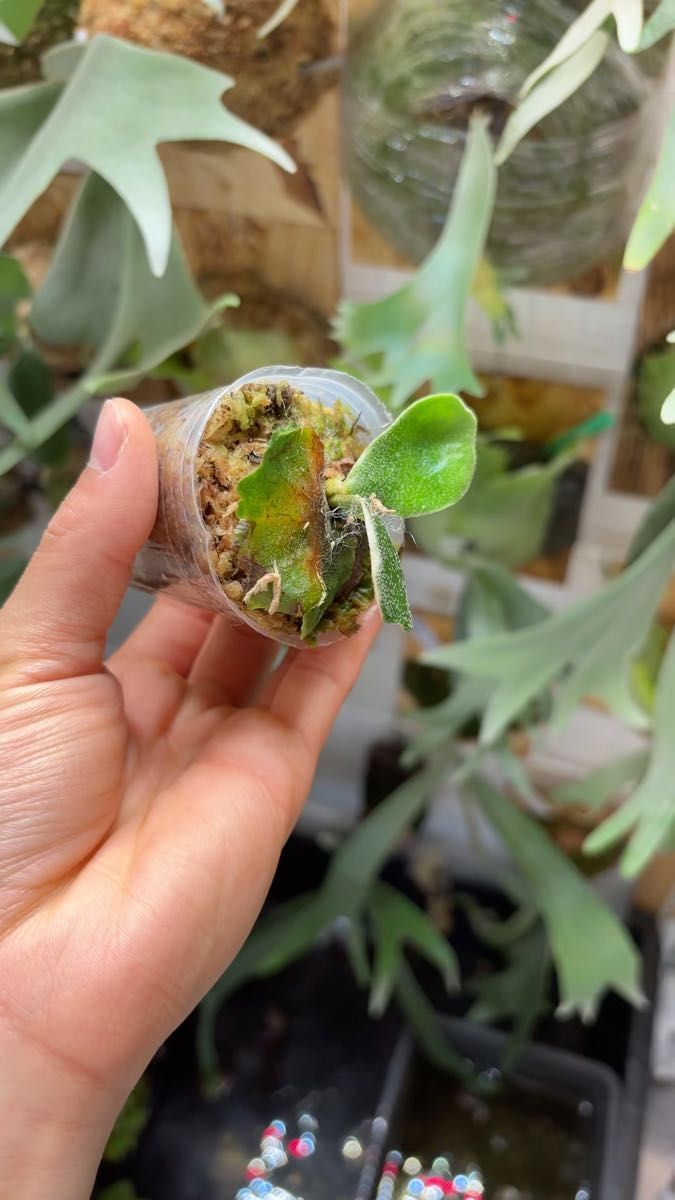 madagascariense × vassei "風化輪" ビカクシダ 台湾 輸入株 タグ付き マダガスカリエンセ バッセイ