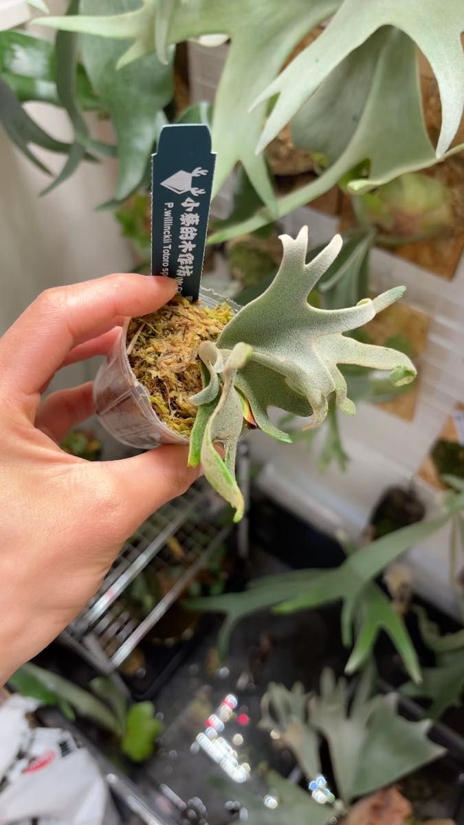 Yello moon dwarf spore (Totoro) select YMDS タグ付き ドワーフ ビカクシダ クルクル