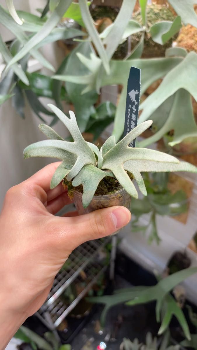 Yello moon dwarf spore (Totoro) select YMDS タグ付き ドワーフ ビカクシダ 子株付き!