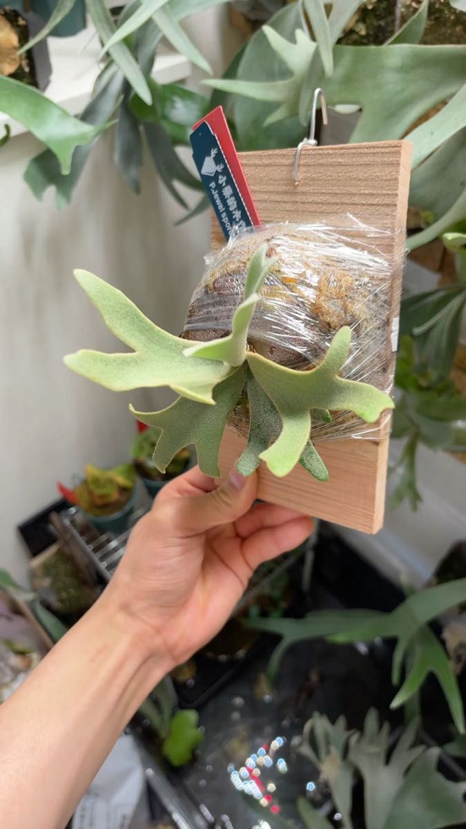 P.willinckii dwarf jewel spore select コレクション株 レアサイズ ジュエル ビカクシダ