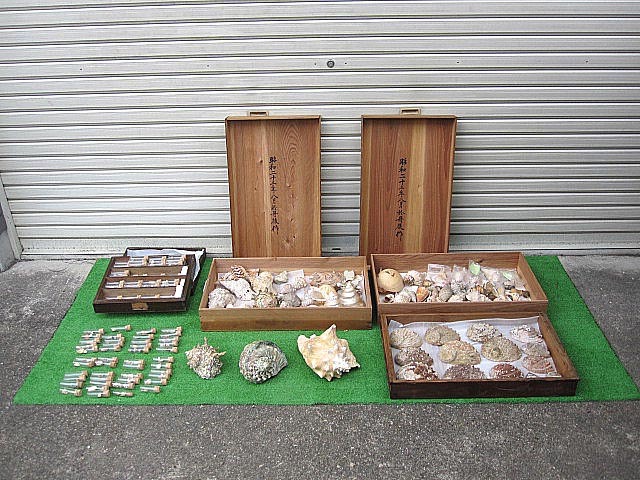 お得本物保証】 沖縄の貝 大型550g サラサバテイ 貝殻 タカセ貝 希少