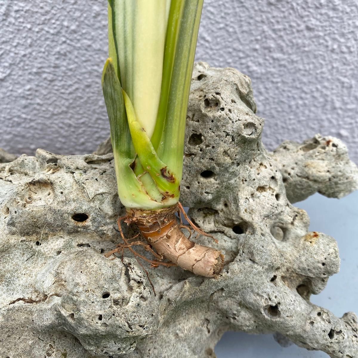 サンスベリア ローレンティ “アッサラーム”｜Yahoo!フリマ（旧