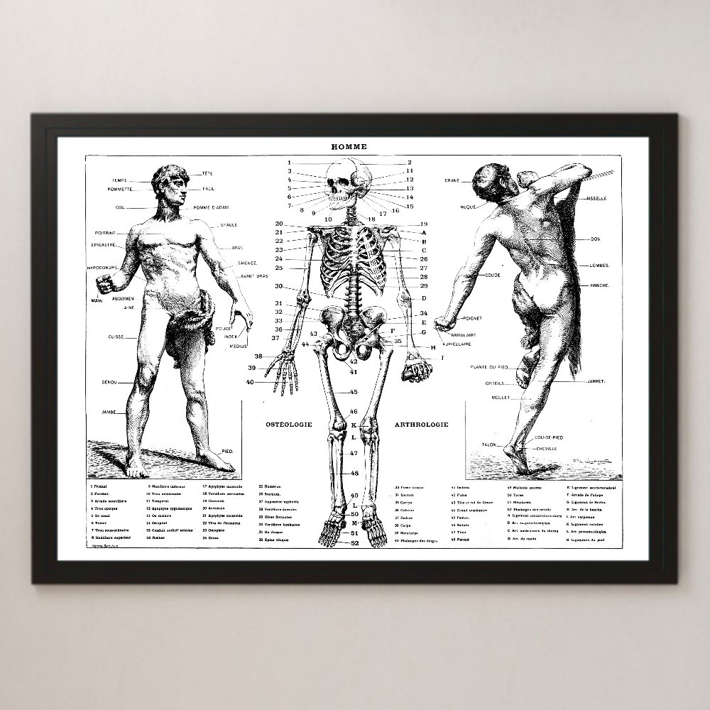 ヤフオク 人体の構造 骨格 図解 ビンテージイラスト 光沢