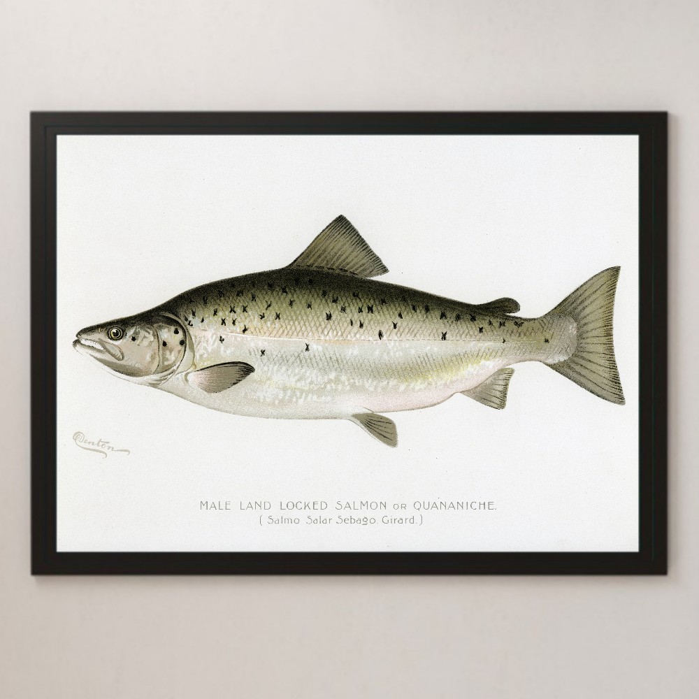  America male. inside land salmon Vintage illustration lustre poster A3 bar Cafe Classic interior illustrated reference book fishing fishing lure fish 