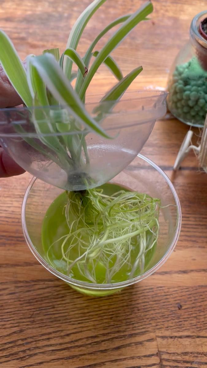 オリヅルラン 水挿し