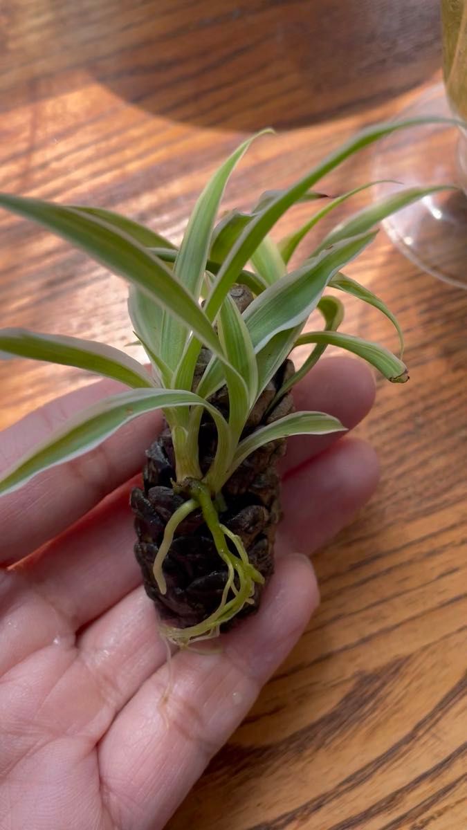 観葉植物 ハイドロカルチャー オリヅルラン 松ぼっくり
