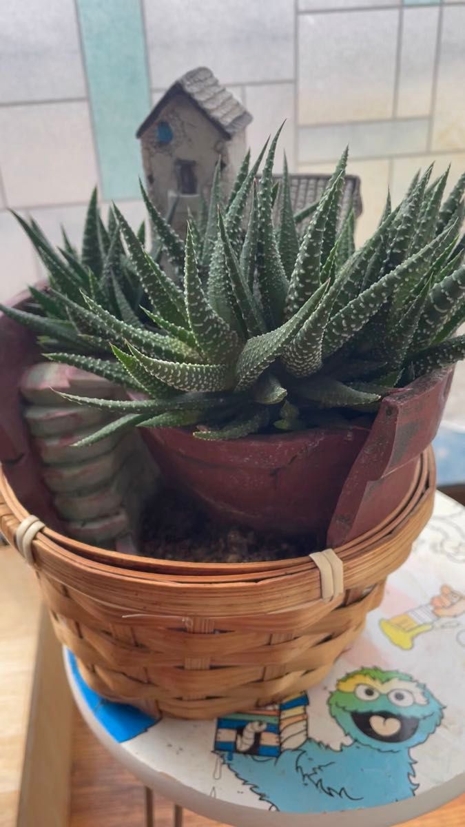 観葉植物と鉢植え、家の置物セット