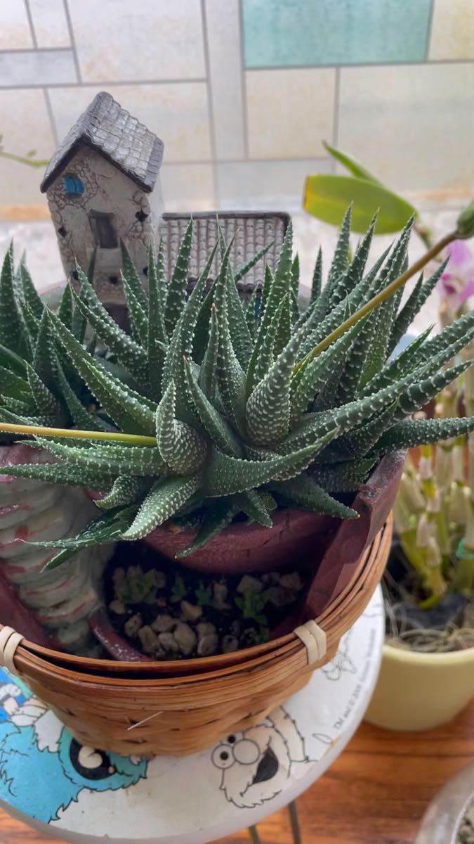 観葉植物と鉢植え、家の置物セット