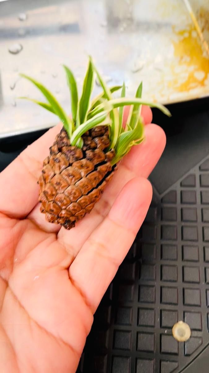 クモの植物プランツ 松ぼっくり インテリアグリーン(新品)