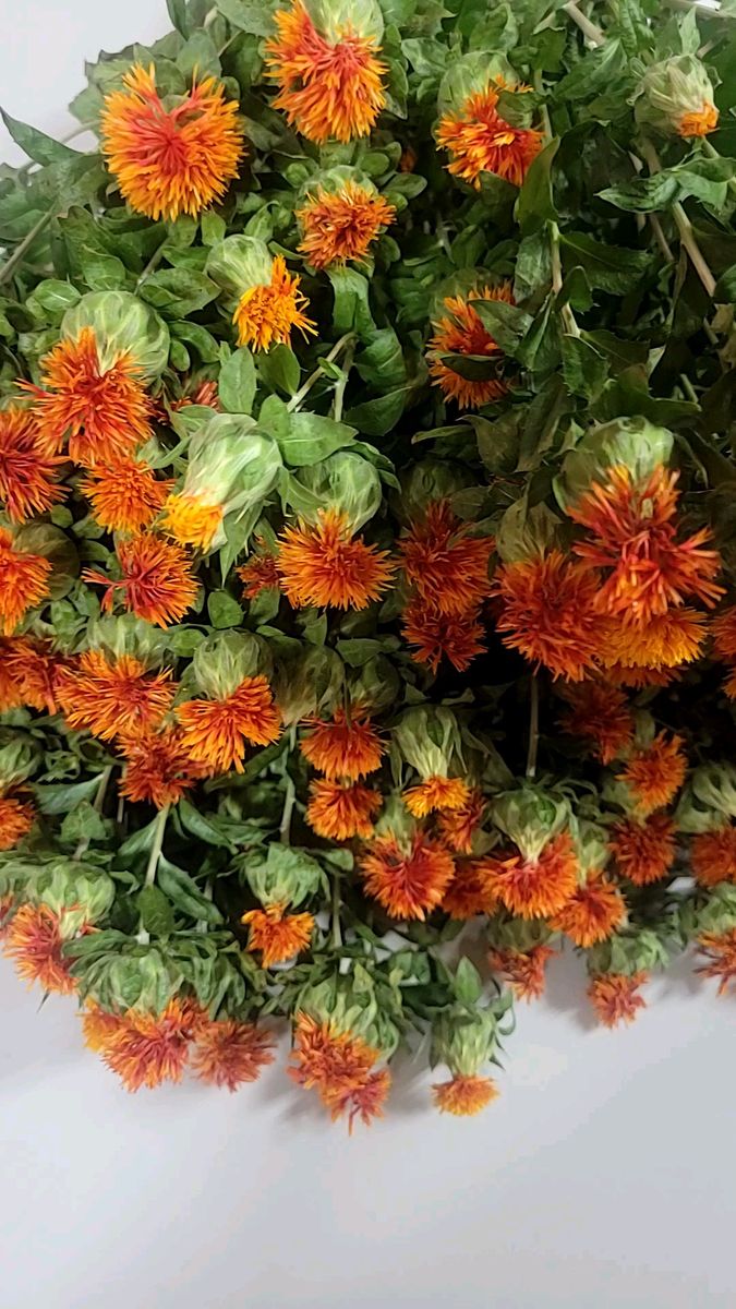 紅花 トゲ無し 半ドライ 長さ15~30cm 約12本ぐらい
