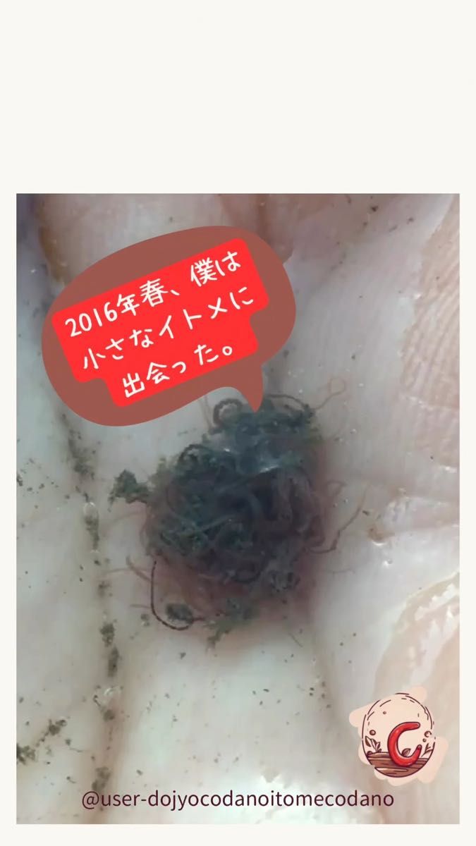 イトミミズ/イトメ飼育管理用のオリジナル培養土 メダカや熱帯魚などの生き餌でお馴染みのイトミミズを飼育繁殖させるための土になります