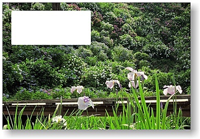 オリジナル フォト ポストカード メモ欄付 2012年 小田原菖蒲園 雨上がりの菖蒲_はがき印刷面 ※ これは データ画像 です。