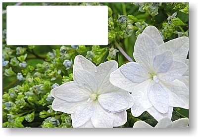 オリジナル フォト ポストカード メモ欄付 2012年 小田原 菖蒲園 額紫陽花 星形_はがき印刷面 ※ これは データ画像 です。