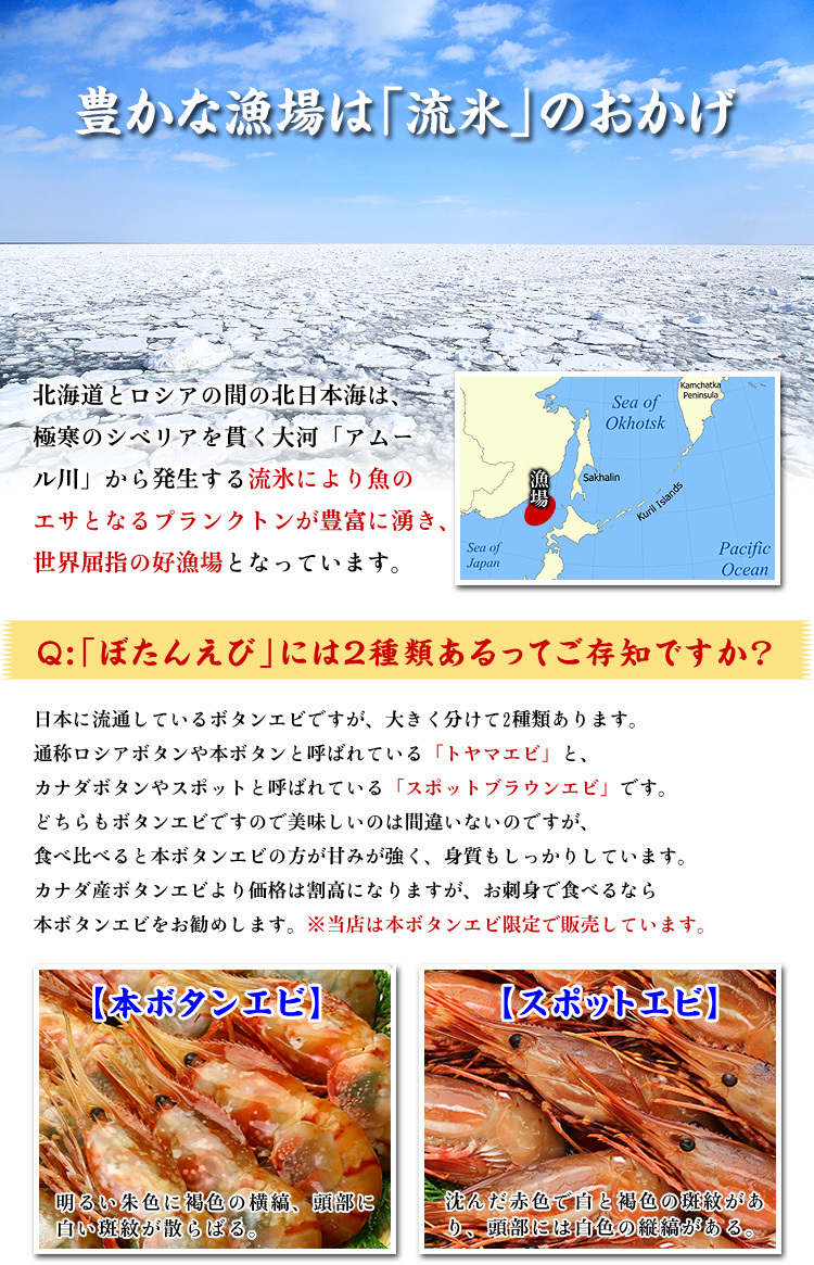 透き通る身と濃厚なエビ味噌が高鮮度の証 牡丹海老 ぼたんえび 牡丹えび ボタンエビ 刺身 代購幫 透き通る身と濃厚なエビ味噌が高鮮度の証 牡丹海老 ぼたんえび 牡丹えび ボタンエビ 刺身 代購幫