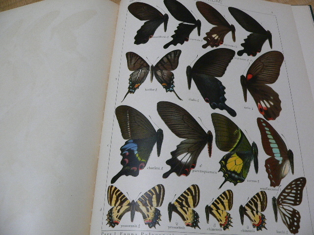 Seitz ザイツ「世界の大型鱗翅目」 旧北区の蝶類 Vol.1 サプリメント 1939年 昆虫　蝶_画像3