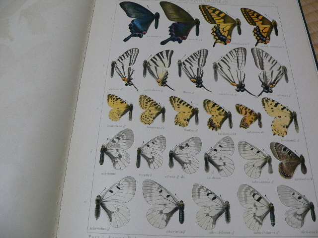 Seitz ザイツ「世界の大型鱗翅目」 旧北区の蝶類 Vol.1 サプリメント 1939年 昆虫　蝶_画像4